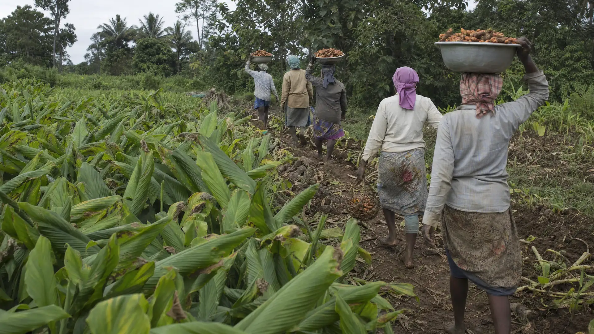 Farmers walking single file between turmeric fields carrying headloads of freshly harvested turmeric