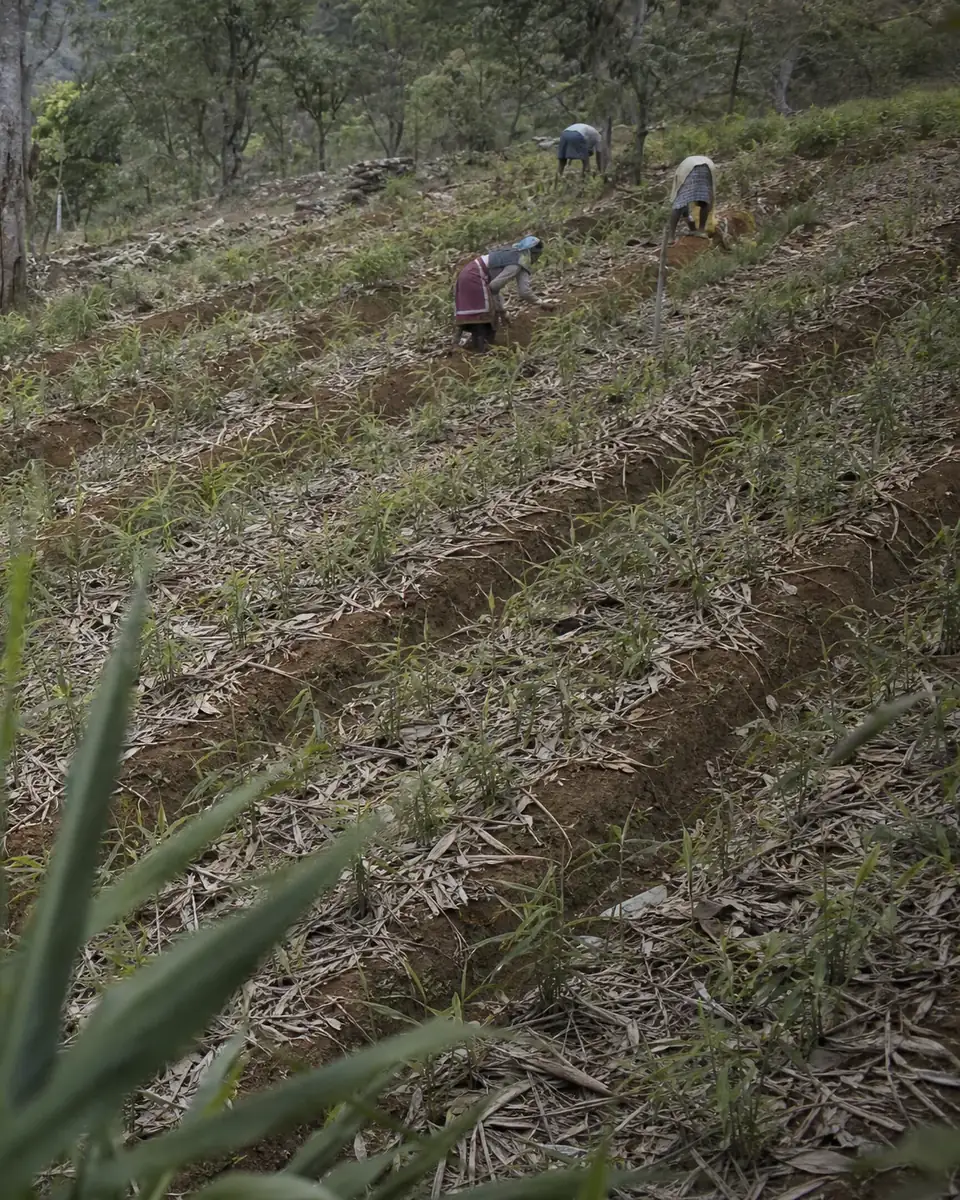 Farmers working raised, mulched ginger beds on a hillside farm